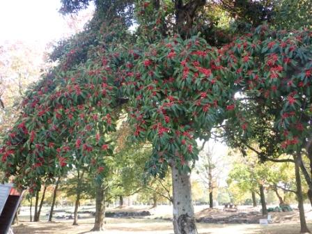 クロガネモチ さが21世紀県民の森 森林学習展示館 北山森クラブ