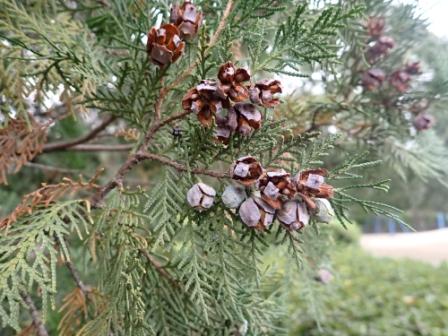 コノテガシワ さが21世紀県民の森 森林学習展示館 北山森クラブ